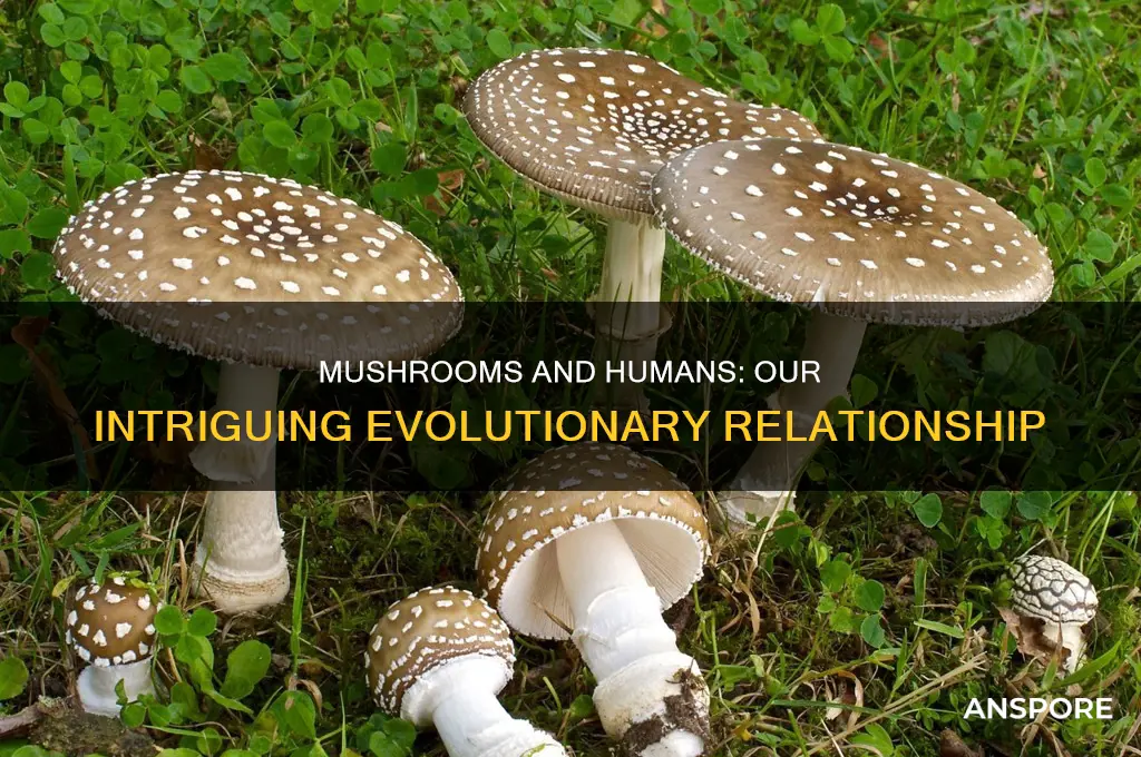 how are humans and mushrooms related