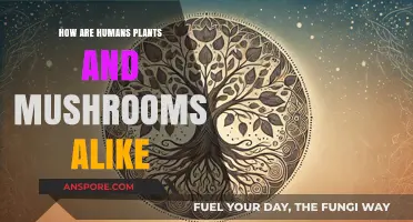 The Fungal Connection: Plants, Humans, and Mushrooms
