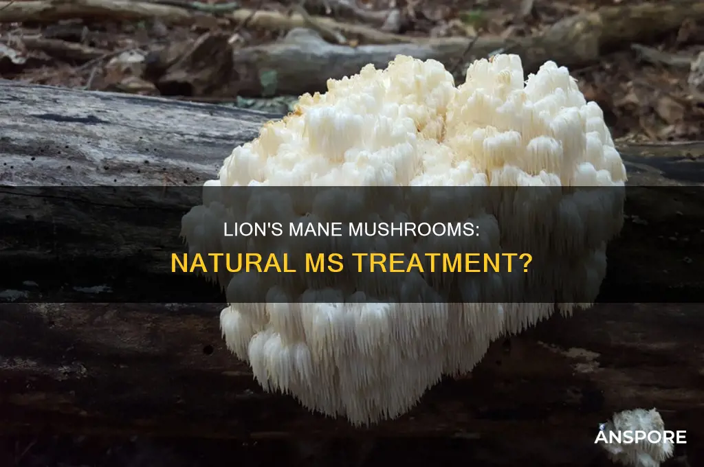 how are lion manes mushrooms supposed to help ms