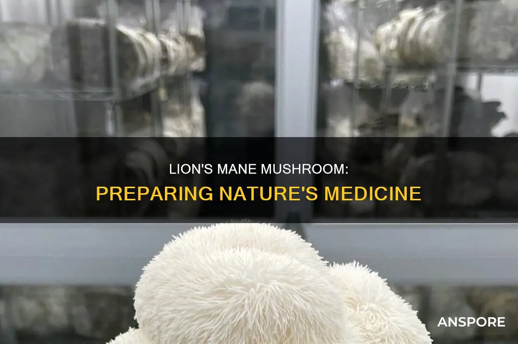 how are lions mane mushroom prepared for medinical powders