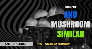 Psychedelics: Similarities Between LSD and Magic Mushrooms