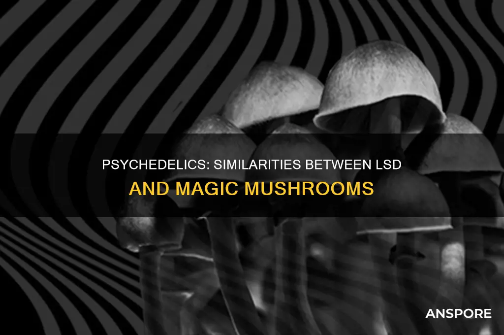 how are lsd and mushroom similar