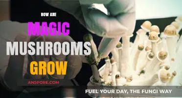 Cultivating Psilocybin: A Comprehensive Guide to Growing Magic Mushrooms
