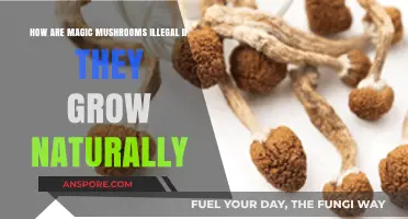 Nature's Paradox: Why Are Naturally Grown Magic Mushrooms Illegal?