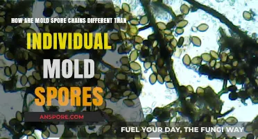 Mold Spore Chains vs. Individual Spores: Key Differences Explained