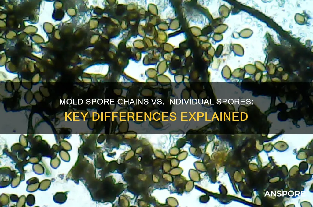 how are mold spore chains different than individual mold spores