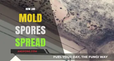 Understanding Mold Spore Spread: Causes, Prevention, and Control Methods