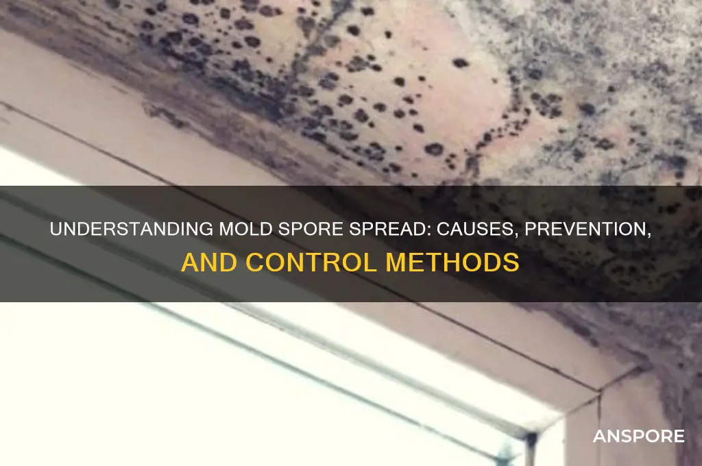 how are mold spores spread