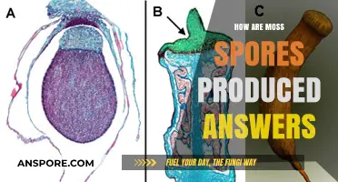 Understanding Moss Spore Production: A Comprehensive Guide to Their Formation