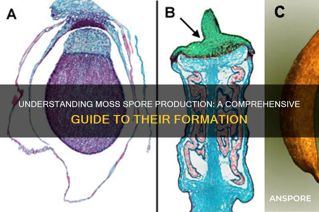 how are moss spores produced answers