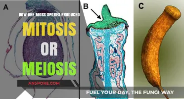 Moss Spores: Mitosis or Meiosis? Unraveling Their Production Process