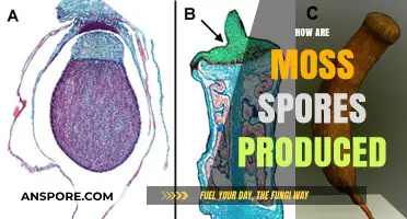 Understanding the Fascinating Process of Moss Spore Production and Dispersal