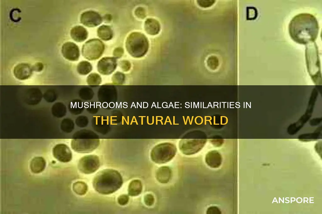how are mushroom and algae alike