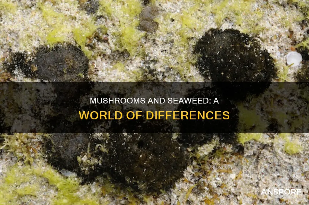 how are mushroom and seaweed different