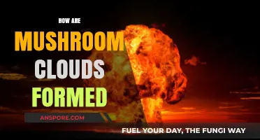 Understanding Mushroom Clouds: A Nuclear Blast's Legacy