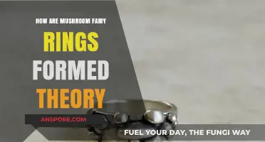 Mushroom fairy rings: Nature's mysterious circles