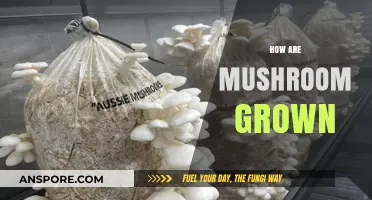 Mushroom Cultivation: A Step-by-Step Guide to Growing Mushrooms
