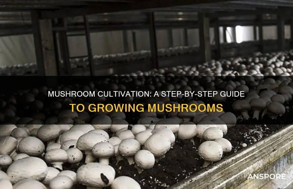 how are mushroom grown
