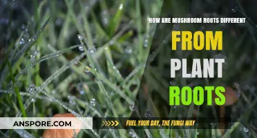 Mushroom Roots: Unique Features Unlike Plants