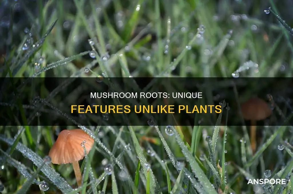 how are mushroom roots different from plant roots