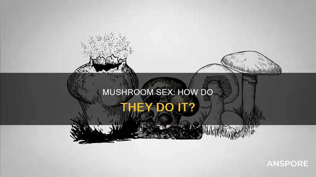 how are mushroom sex defined