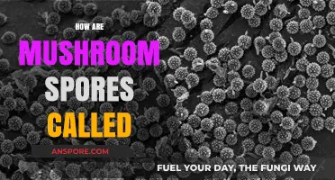 Mushroom Magic: Spores and Their Names