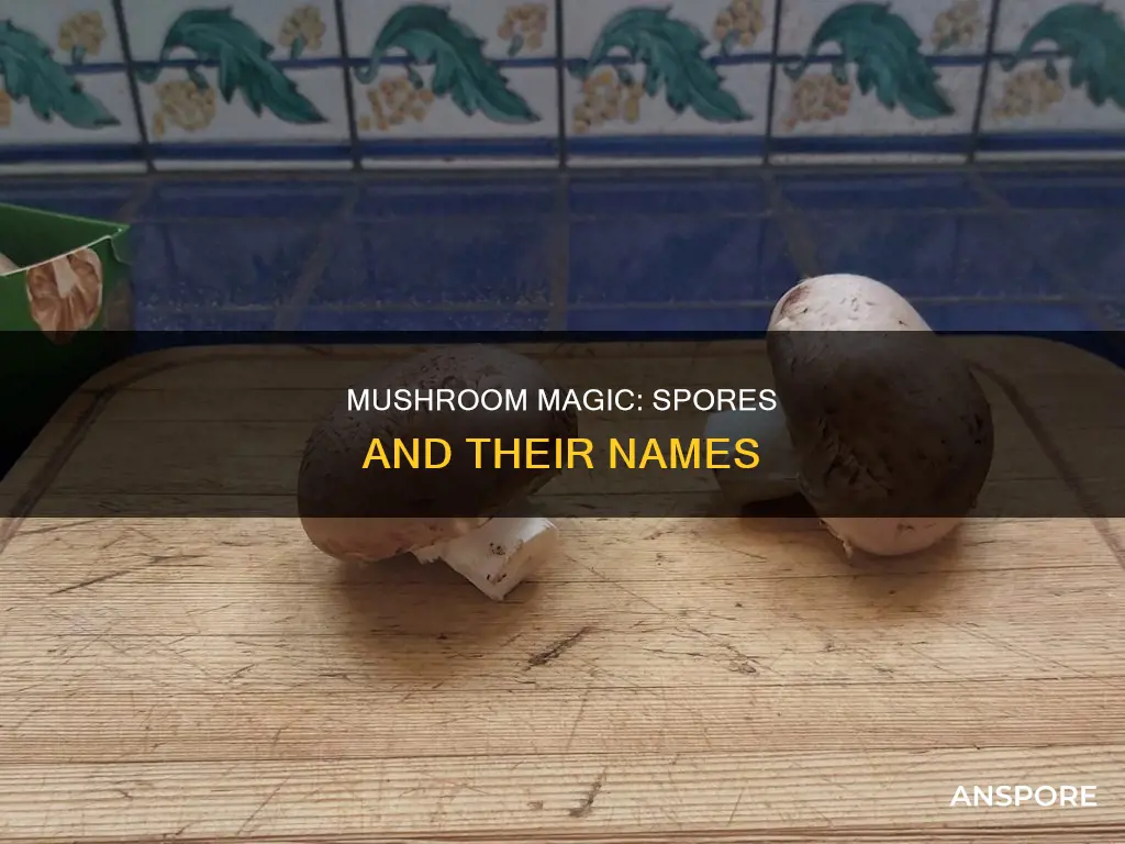 how are mushroom spores called