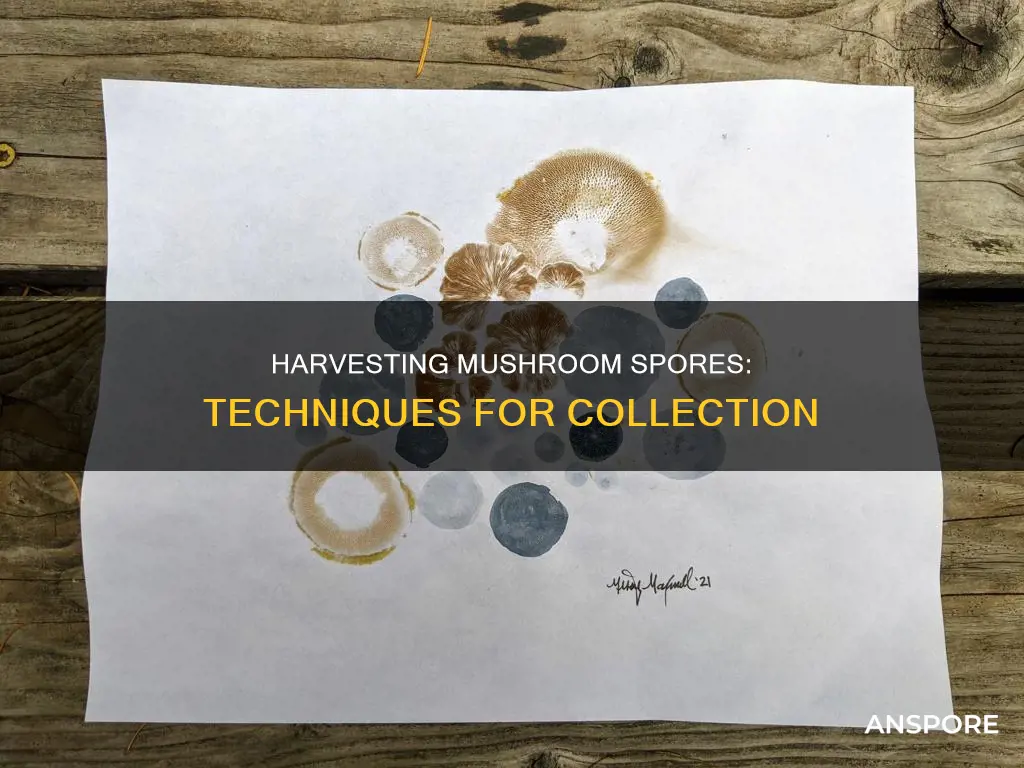 how are mushroom spores collected