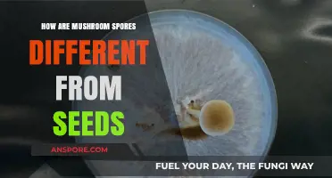 Mushroom Spores: Nature's Unique Alternative to Seeds