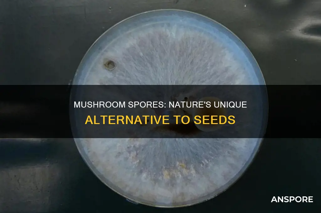 how are mushroom spores different from seeds
