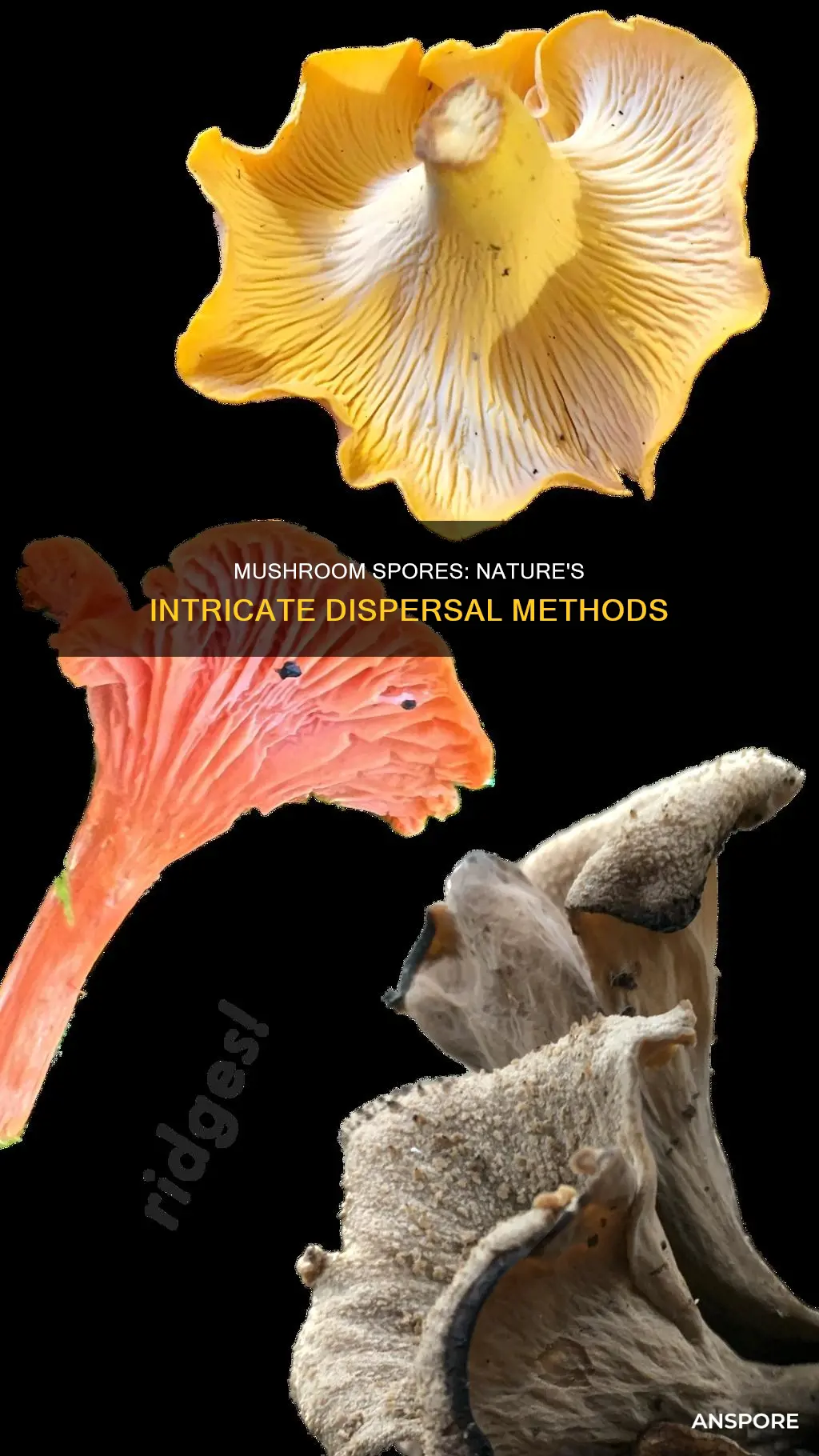 how are mushroom spores dispersed