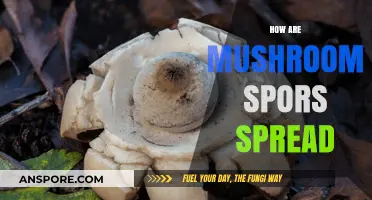 Mushroom Spores: Nature's Intricate Web of Propagation