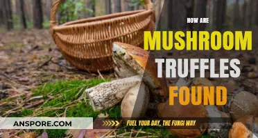 Hunting for Mushroom Truffles: Where to Find Them