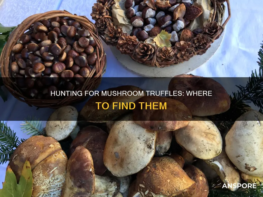 how are mushroom truffles found