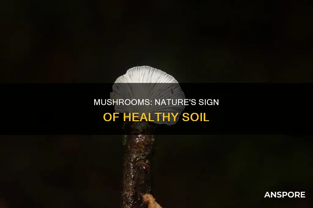 how are mushrooms a sign of healthy soil