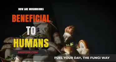 Mushrooms: Superfood for Human Health and Wellness