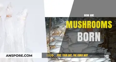 Mushroom Life Cycle: From Spores to Fruiting