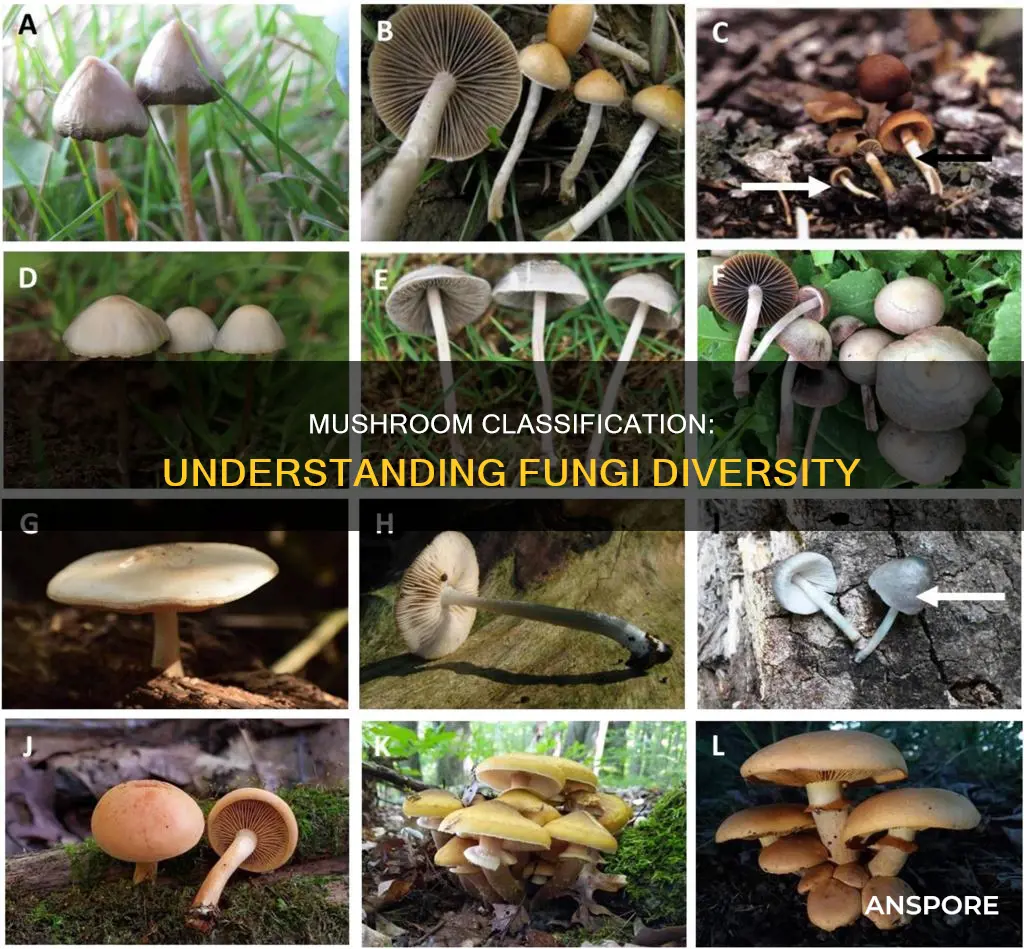 how are mushrooms classified