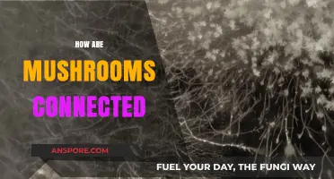 Mushrooms: A Complex Web of Connections