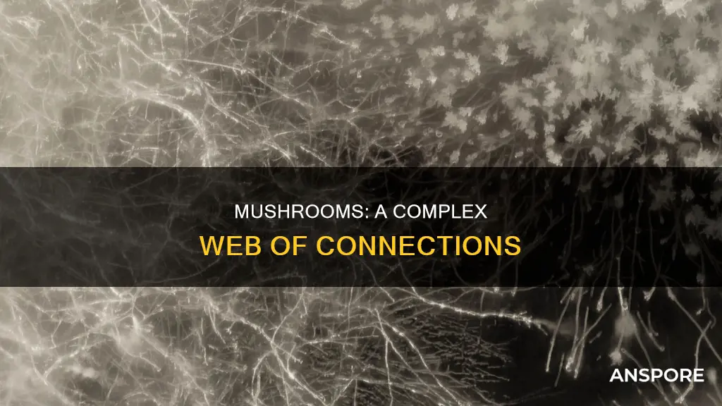 how are mushrooms connected