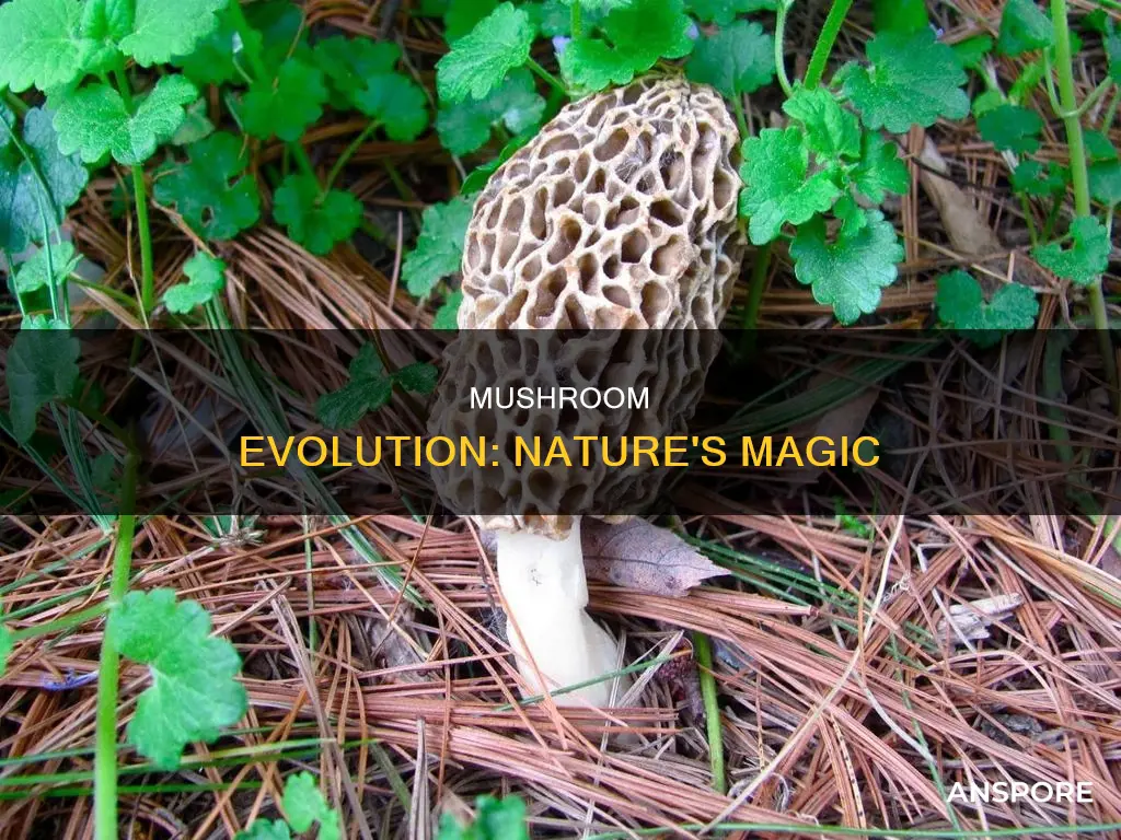 how are mushrooms created