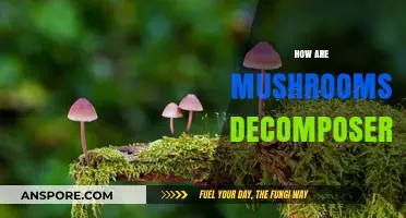 Mushrooms: Nature's Decomposing Superheroes