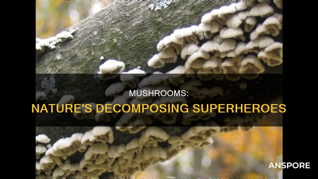 how are mushrooms decomposers