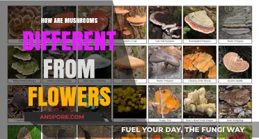 Mushrooms vs. Flowers: Nature's Unique Creations