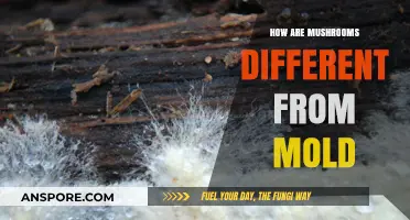 Mushrooms vs Mold: What's the Difference?