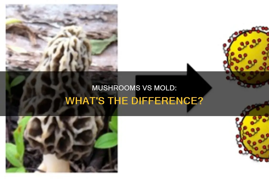 how are mushrooms different from mold