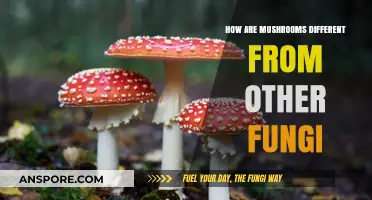 Mushrooms: A Unique Fungal Kingdom