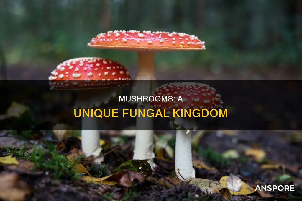 how are mushrooms different from other fungi