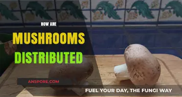 Mushroom Distribution: A Complex Network of Growers and Suppliers
