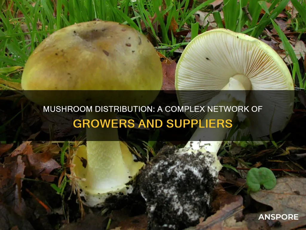 how are mushrooms distributed